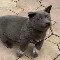 Tác Giả Cute hột me