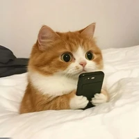 T/g si bi đi toi lét🚽