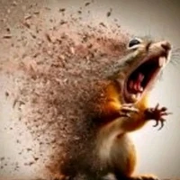 mèo cam đẹp zai😔