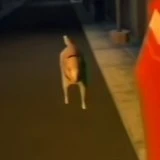 mít đơ vàng