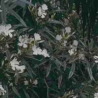 Các nhân vật (-ai thì trừ)