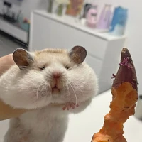 hệ thống Fosraken ( chuột )