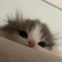 t/g cuti