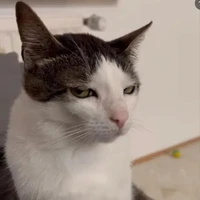 Lynk_chan (tui là tác giả)