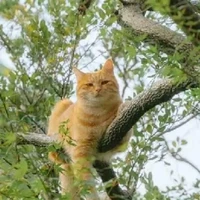 tác giả mê zai lầu 18