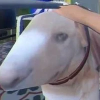 Cậu vàng(Mr.Gold)