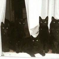 Ox-Girl 7:04 🐈‍⬛🌑