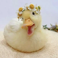 Vịt ( tui )