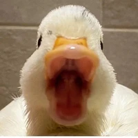 T / G