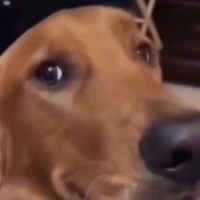 P.Vy(con 🐍👑 đứa T/G ghét)