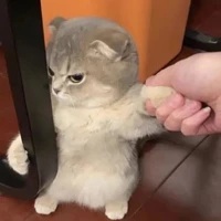 Con T/g khó chiều