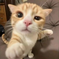 Hệ thống bé mèo