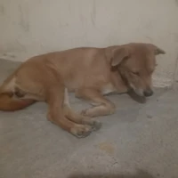 tun tun đã chết