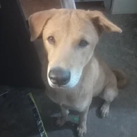 tun tun ( bạch thị chó )