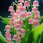 Con Tác xinh gái nhứt thế giới