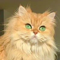 Vương Bình — Dạng mèo