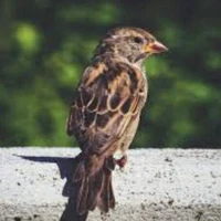 Nicky dạng chim sẻ