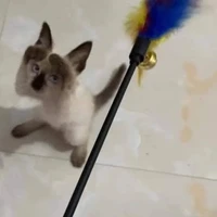 Tác giả đa cấp vũ trụ