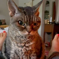 Tác Giả Đỏng Đảnh