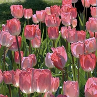 Yozakuha family(có mặc ở đó)