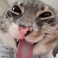 con t/g mất dạy^^