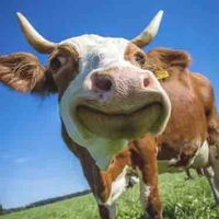 t/g thống trị đàn bò