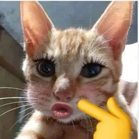 Tác giả cute phô mai quee