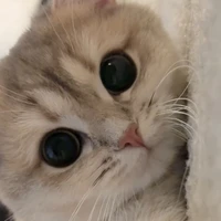 Annabelle_chip