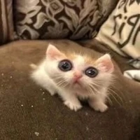 tác giả vô tri nè >=3