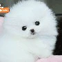 Con chó của nhà Wakabayashi
