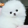 Con chó của nhà Wakabayashi