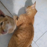 tác giả lười💤