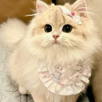 tất cả bé bot