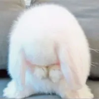 𝙧𝙖𝙗𝙞𝙩𝙩.