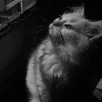 NGUYỄN QUANG ANH ( dạng mèo)