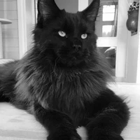 All mèo trong băng đảng