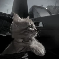 Allbot{-trừ ai thì trừ-}