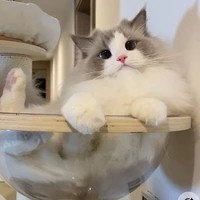 Mochi