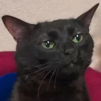 Elio