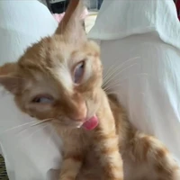 tác giả hỏng phải les