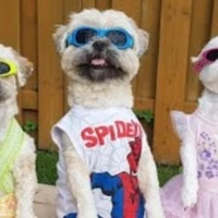 hệ thống đáng yêu cute hột me(t/g)