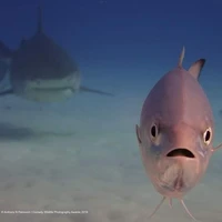 All