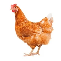 #Shedletsky(ông bô)