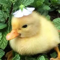 Hệ Thống 927 {Tacco}