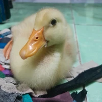 Tác giả nhạt nhẽo