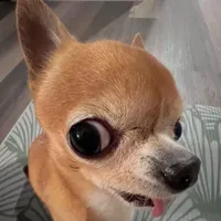 cả hai
