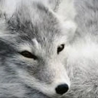 Thành An-Dạng Hồ Ly