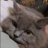 Hạ Minh Dương ( Echo )