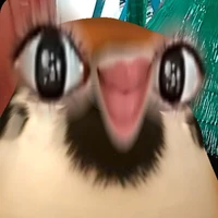 T/g cute hột me