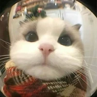 ng tình mùa đông 🌲